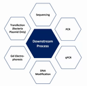 Density Gradient Centrifugation for Cell Separation