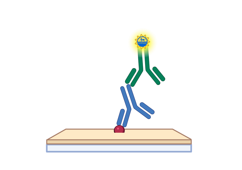 ELISA   ACRV1 Antibody, FITC  