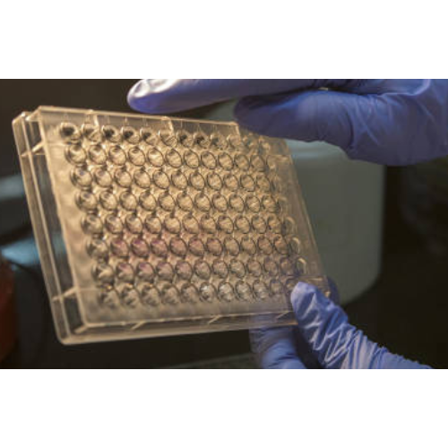 ELISA   ACTR8 Antibody, FITC  